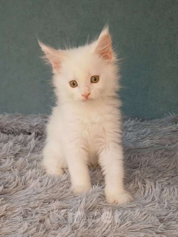 Кошки в Йошкаре-Оле: Шикарная белоснежная принцесса Мейн-Кун Девочка, 25 000 руб. - фото 3