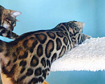 Кошки в Санкт-Петербурге: Бенгальская красавица, 70 000 руб. - фото 1