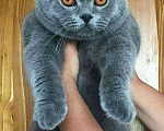 Кошки в Ногинске: Вязка с Шотландским вислоухим котом, 3 000 руб. - фото 3