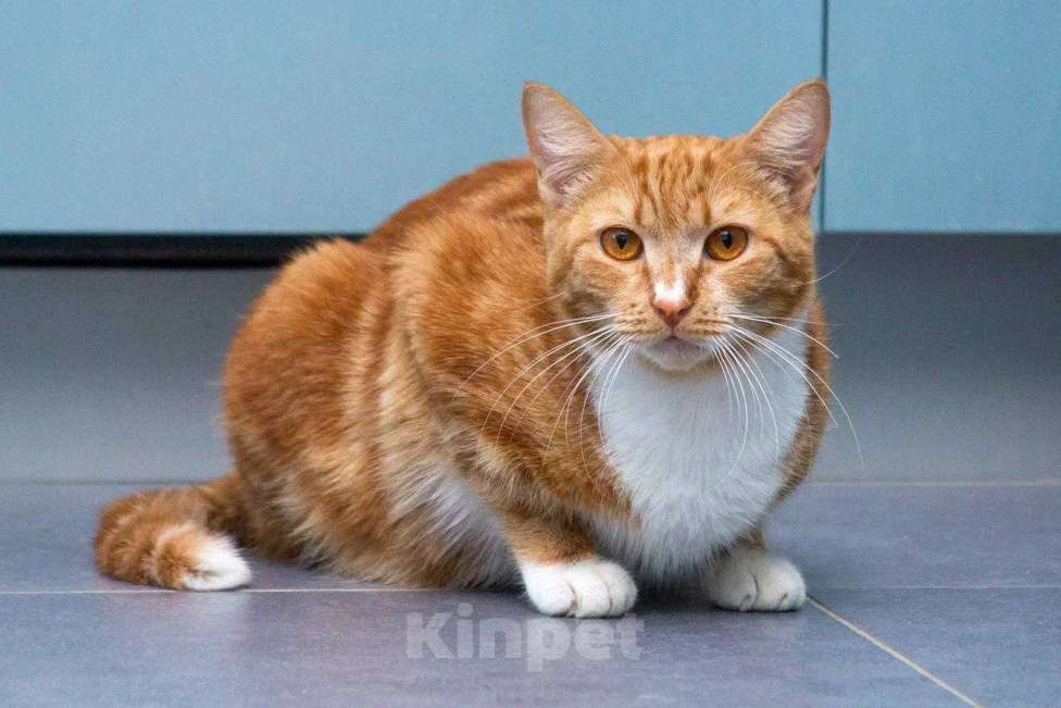 Кошки в Москве: Кошка Дуся в добрые руки Девочка, Бесплатно - фото 5