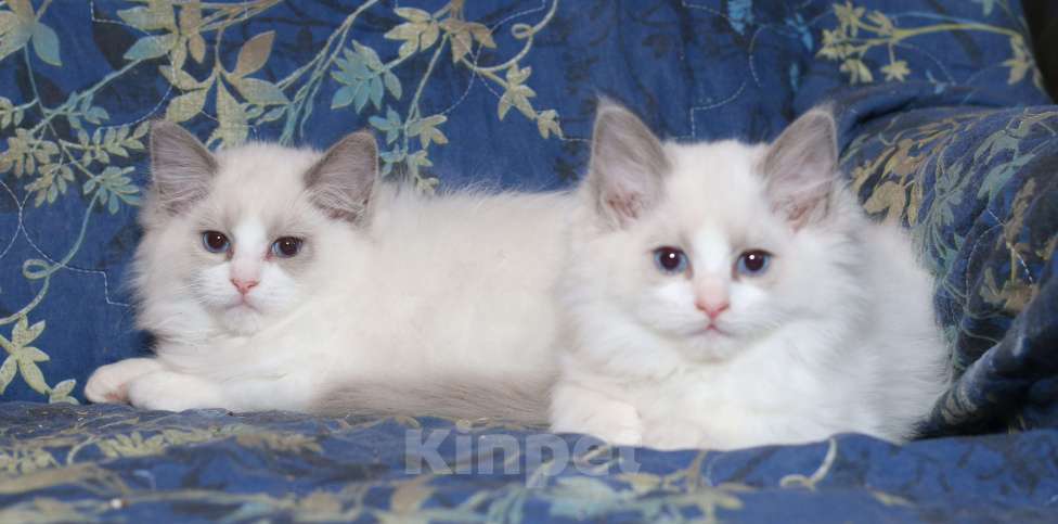 Кошки в Санкт-Петербурге: Рэгдолл Мальчик, 50 000 руб. - фото 3