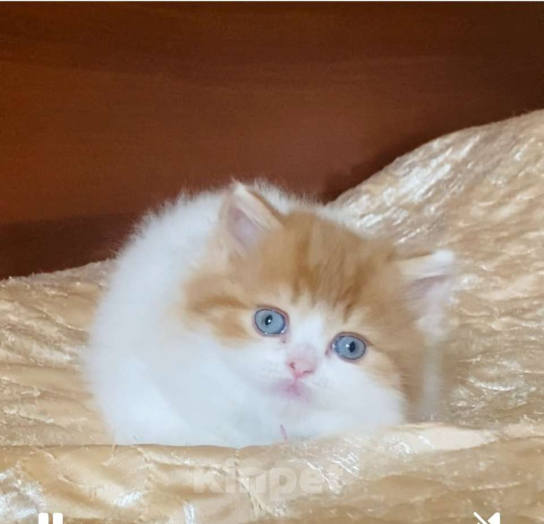 Кошки в Нижнем Новгороде: Голубоглазая рыжая кошечка к новогодним праздникам Девочка, 40 000 руб. - фото 1