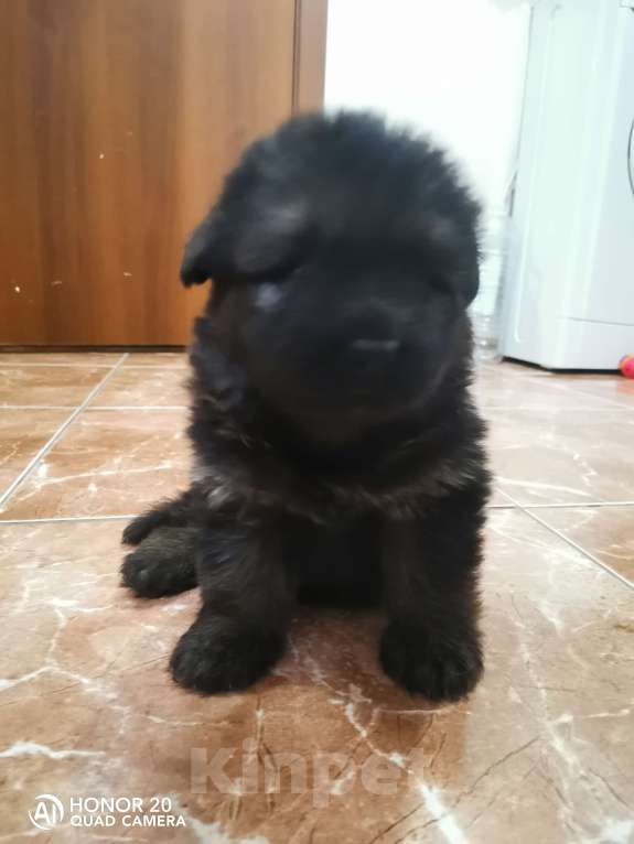 Собаки в Люберцах: Щенки немецкой овчарки Разнополые, 20 000 руб. - фото 7