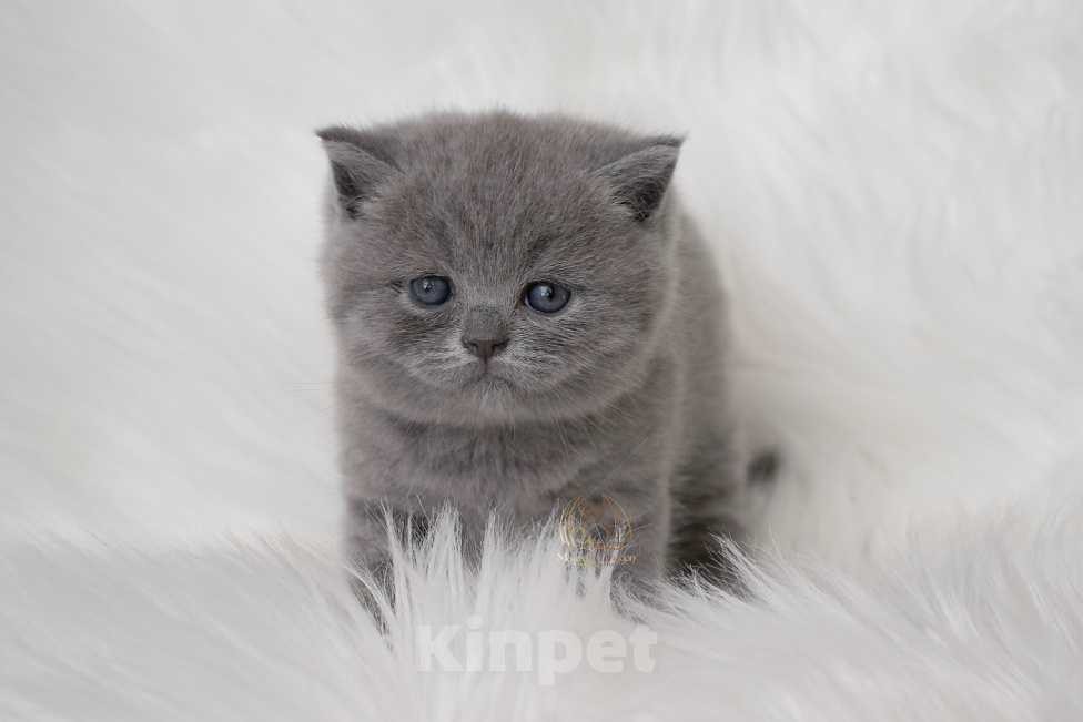 Кошки в Москве: Британский голубой котенок Девочка, 60 000 руб. - фото 1