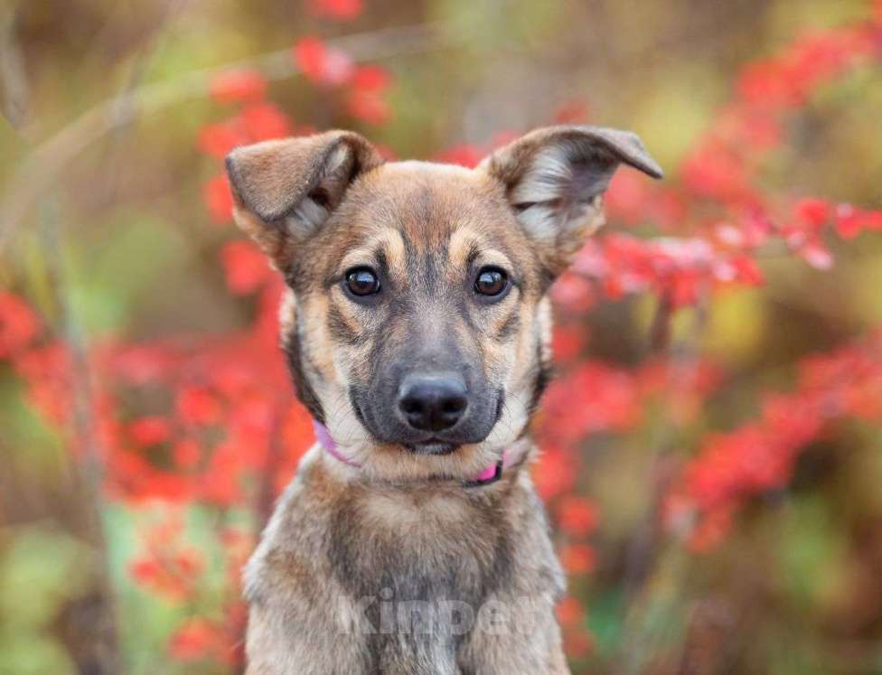 Собаки в Москве: Изящная собачка в добрые руки Девочка, Бесплатно - фото 1
