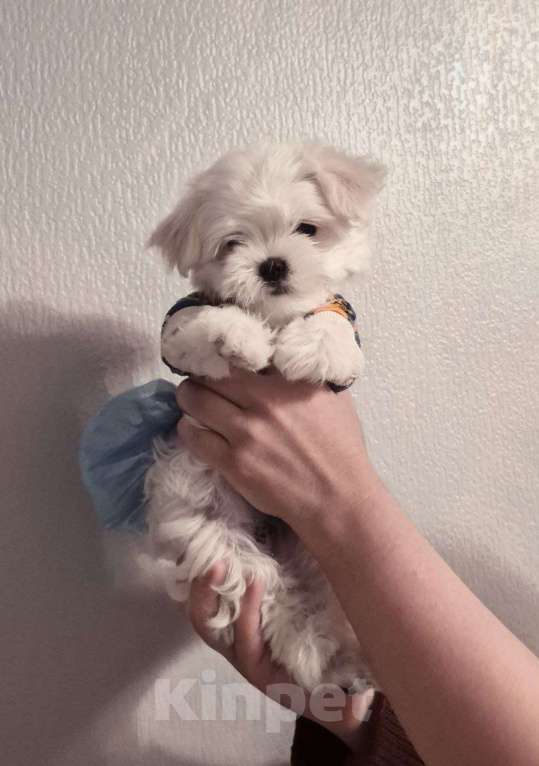 Собаки в Екатеринбурге: Мальтезе, девочка Девочка, Бесплатно - фото 1