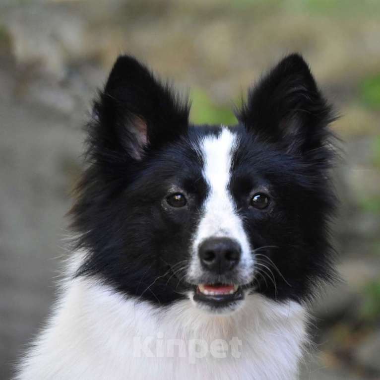 Собаки в Москве: Ненецкая оленегонная лайка. Сука Цветик-Семицветик. Девочка, 50 000 руб. - фото 3