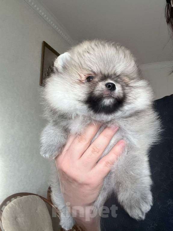 Собаки в Павловском Посаде: Мальчики померанского шпица Мальчик, 100 000 руб. - фото 3