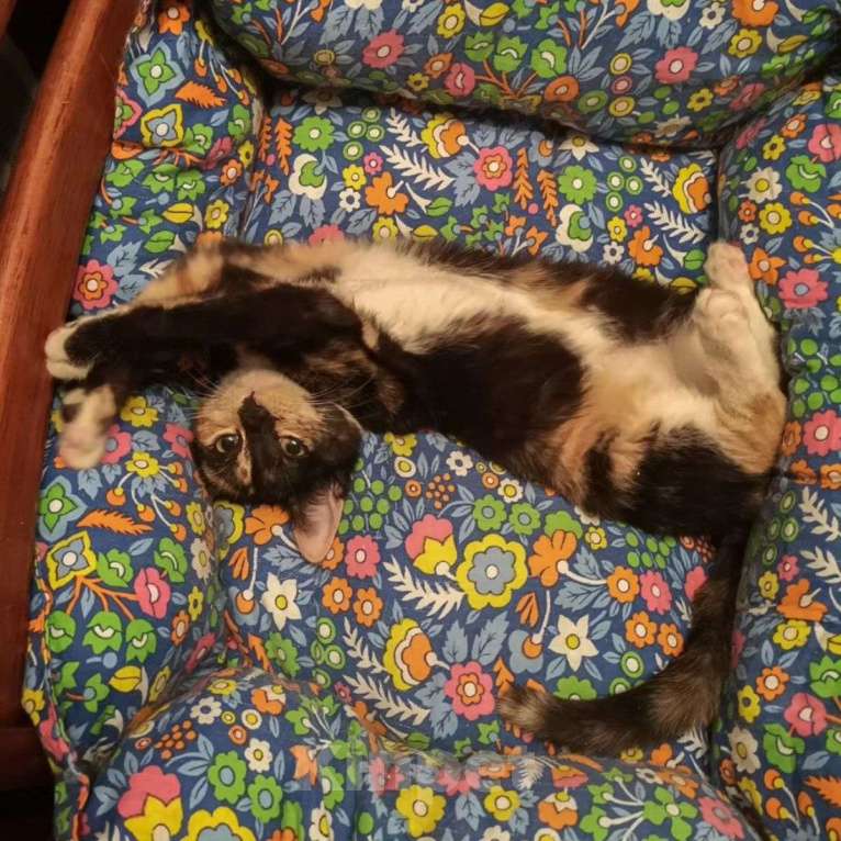 Кошки в Москве: Маленькая Фрося ищет домик Девочка, Бесплатно - фото 5