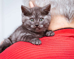 Кошки в Москве: Котята-метисы Британки в добрые руки Девочка, Бесплатно - фото 8