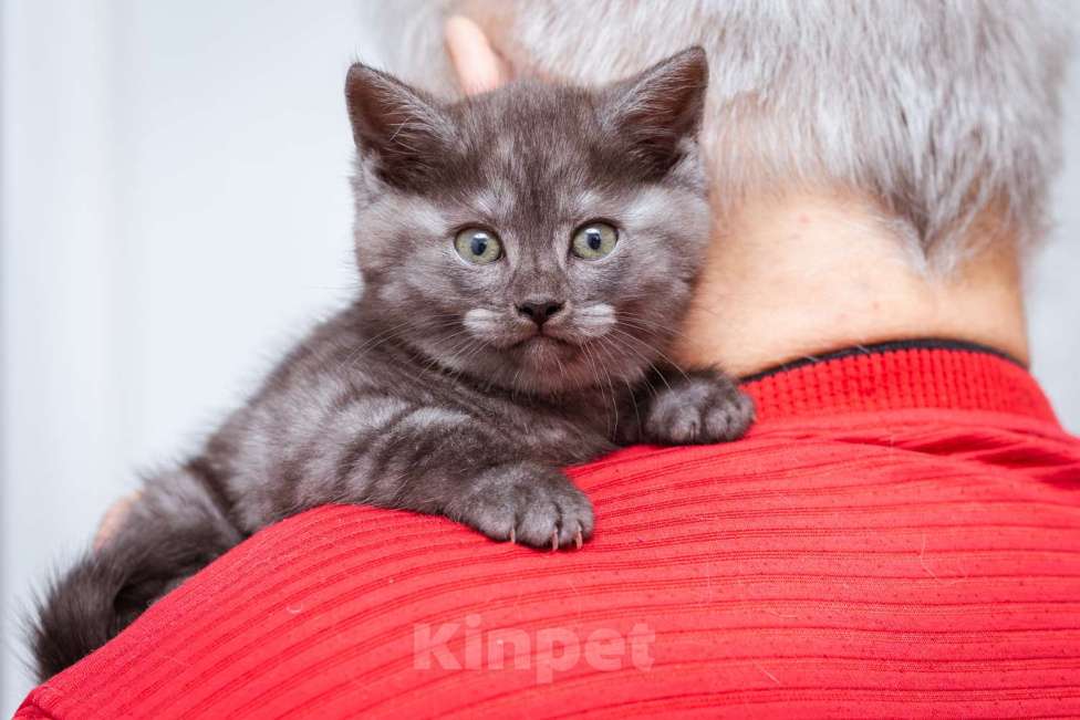 Кошки в Москве: Котята-метисы Британки в добрые руки Девочка, Бесплатно - фото 8