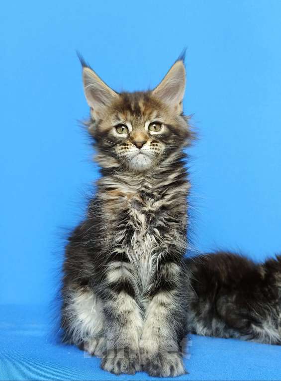 Кошки в Москве: Котята Мейн-Кун Девочки Девочка, 50 000 руб. - фото 2