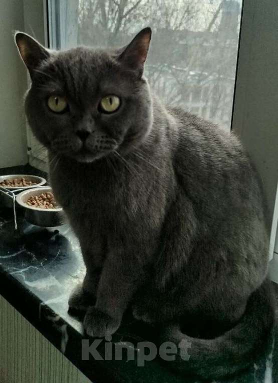 Кошки в Мытищах: Отдам в хорошие руки Котиков Мальчик, Бесплатно - фото 4