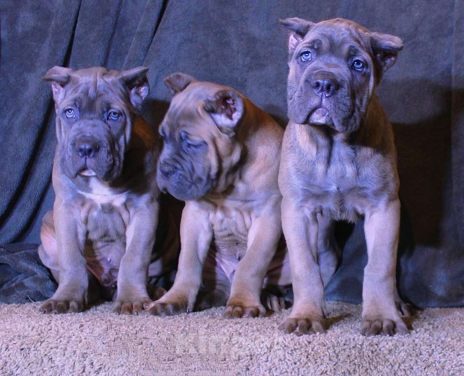 Собаки в других городах Ярославской области: Корсята Девочка, 80 000 руб. - фото 3