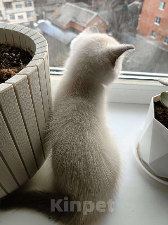 Кошки в Ростове-на-Дону: Мальчик 1 Мальчик, 13 000 руб. - фото 4