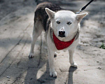 Собаки в Москве: Лейла ищет дом Девочка, Бесплатно - фото 2