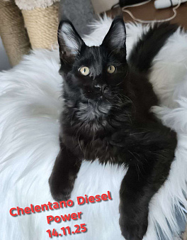 Chelentano Diesel Power