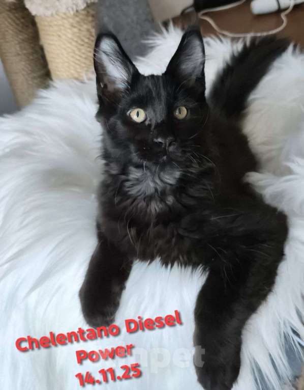 Кошки в Санкт-Петербурге: Chelentano Diesel Power Мальчик, 120 000 руб. - фото 1