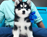 Собаки в Волгограде: Хаски Щенки Разных окрасов Разнополые, Бесплатно - фото 1