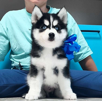 Хаски Щенки Разных окрасов