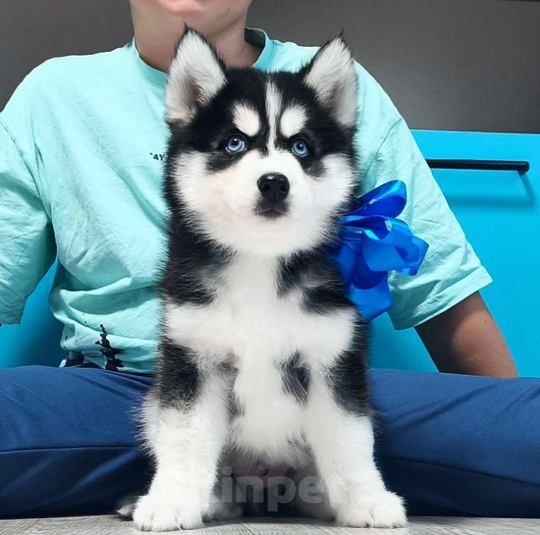 Собаки в Волгограде: Хаски Щенки Разных окрасов Разнополые, Бесплатно - фото 1