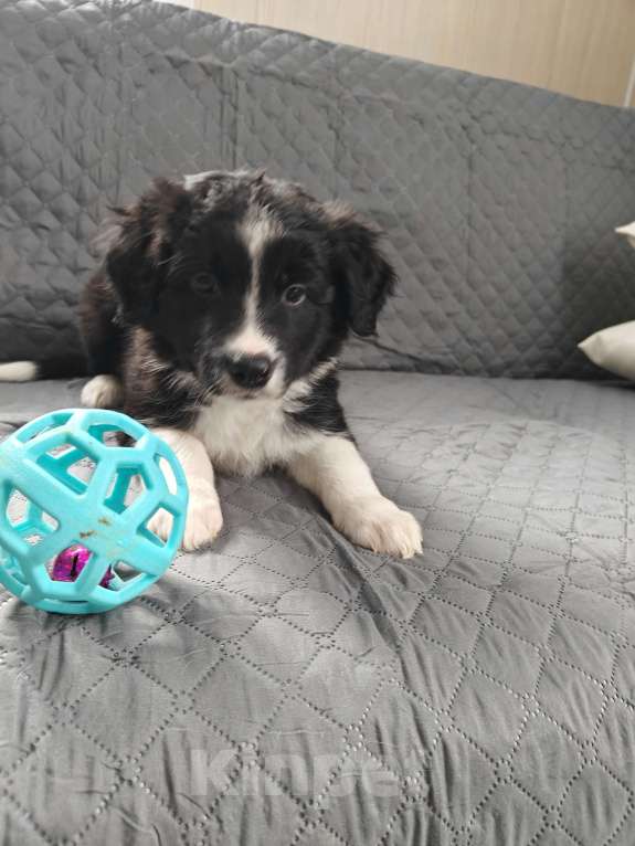 Собаки в Новосибирске: щенки Бордер Колли Мальчик, 55 000 руб. - фото 1