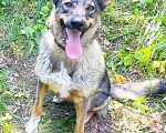 Собаки в Перми: Дикси ищет дом Девочка, 1 руб. - фото 5