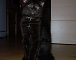Кошки в Новороссийске: Чёрный котёнок Мальчик, Бесплатно - фото 1