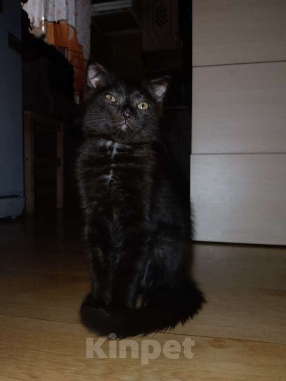 Кошки в Новороссийске: Чёрный котёнок Мальчик, Бесплатно - фото 1