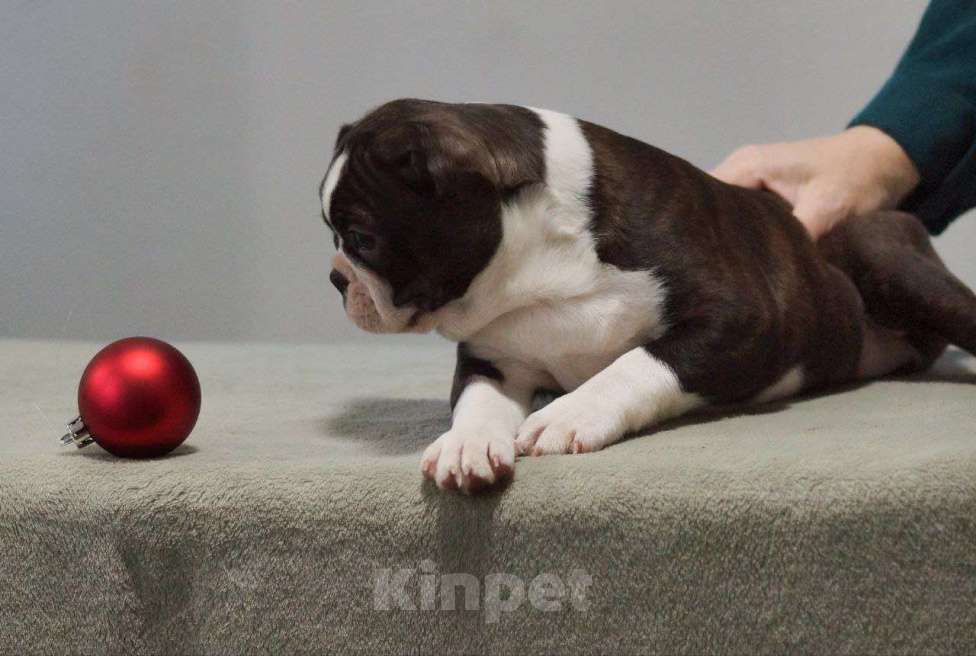 Собаки в Омске: Щенки бостон-терьера Мальчик, 70 000 руб. - фото 1