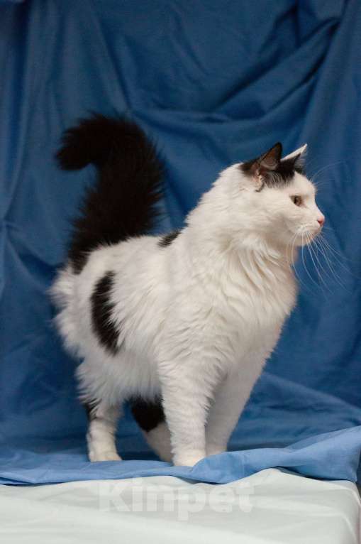 Кошки в Ногинске: Кот,  знающий толк в бабочках, ждет свою семью в приюте Мальчик, Бесплатно - фото 9