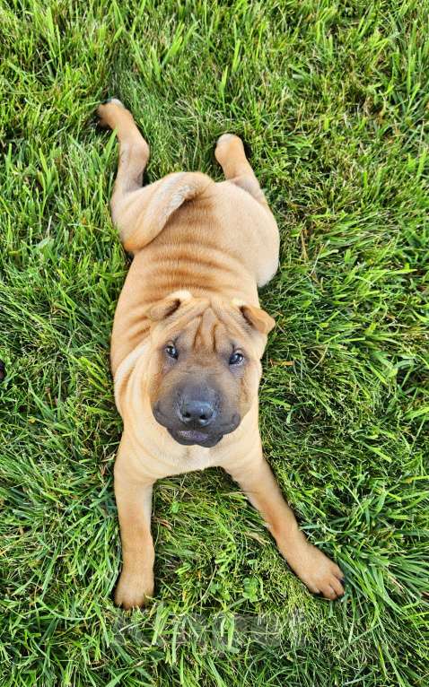 Собаки в других городах Московской области: Шарпей, щенок шарпея Мальчик, 60 000 руб. - фото 5