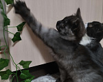 Кошки в других городах Красноярского края: Одиссей Мальчик, Бесплатно - фото 4