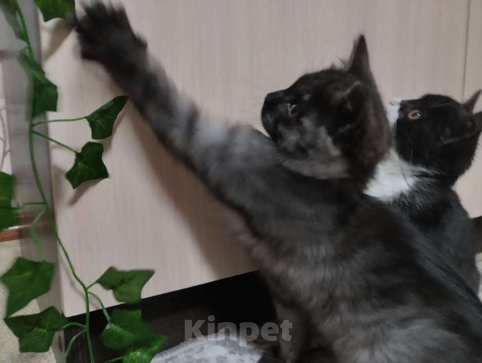 Кошки в других городах Красноярского края: Одиссей Мальчик, Бесплатно - фото 4