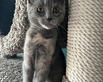 Кошки в Москве: Котенок в дар Девочка, Бесплатно - фото 3