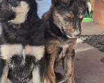 Собаки в Астрахани: "Щенки в добрые руки — крепкие дворовые!" Разнополые, Бесплатно - фото 7