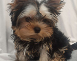 Собаки в Кирове: Щенки Йорки Мальчик, Бесплатно - фото 4