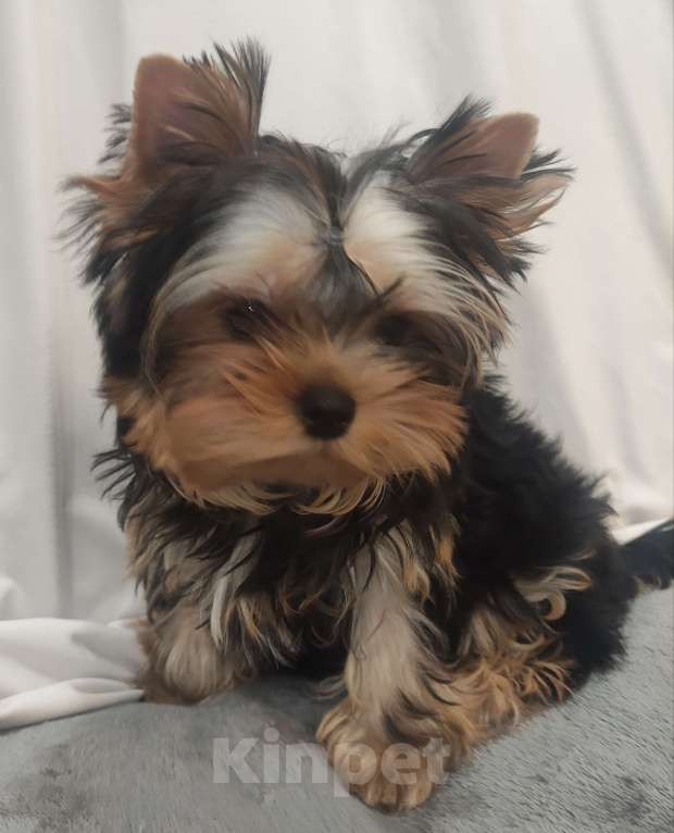 Собаки в Кирове: Щенки Йорки Мальчик, Бесплатно - фото 4