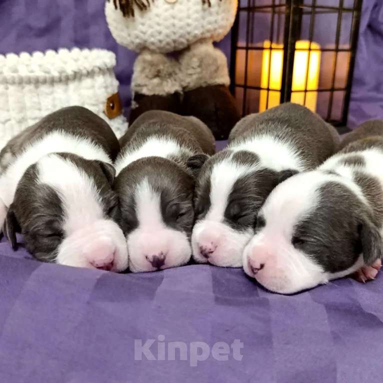 Собаки в Липецке: Голубые щенки амстафф Мальчик, 70 000 руб. - фото 9