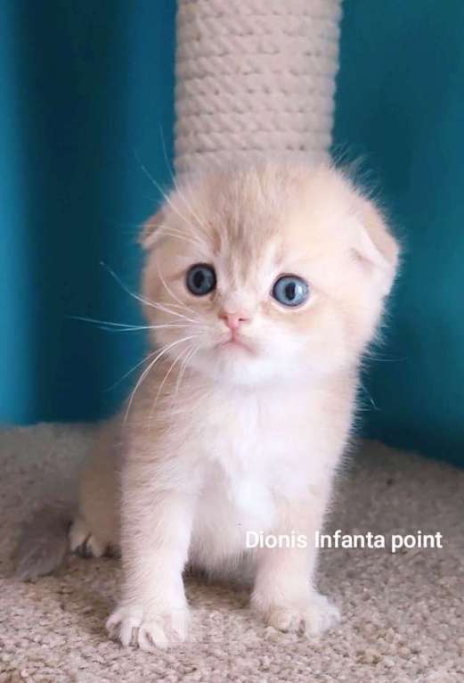 Кошки в Москве: Породистые золотые шотландцы Разнополые, 25 000 руб. - фото 5