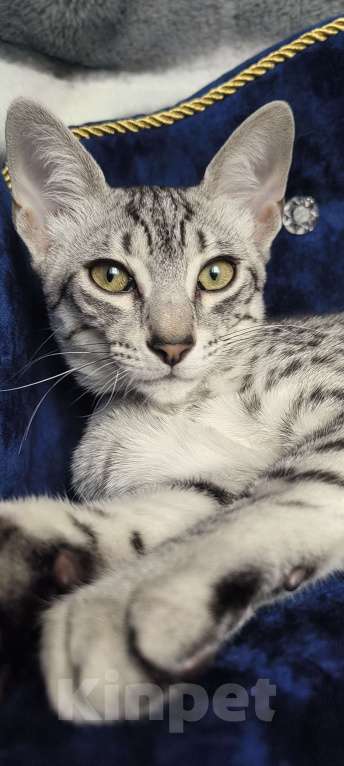 Кошки в Санкт-Петербурге: Котёнок Мау Диоген Мальчик, 45 000 руб. - фото 3