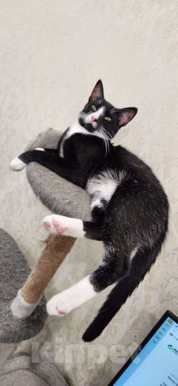 Кошки в Санкт-Петербурге: Ласковый кот в добрые руки Мальчик, Бесплатно - фото 4