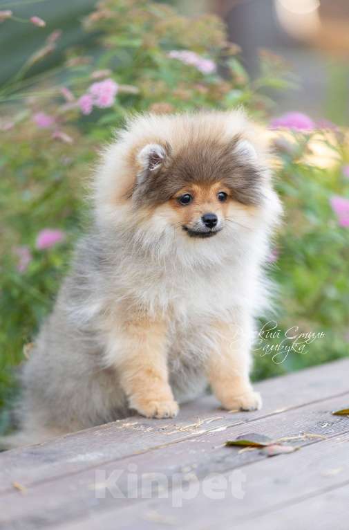 Собаки в Москве: Девочки померанского шпица Девочка, 50 000 руб. - фото 2