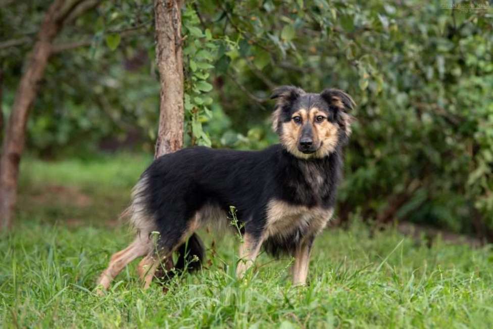 Собаки в Москве: Нежная трусишка Одри в самые добрые руки Девочка, 1 руб. - фото 3