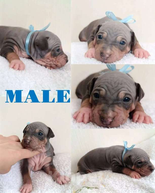 Собаки в Пушкино: Щенки АГТ Мальчик, 100 000 руб. - фото 4