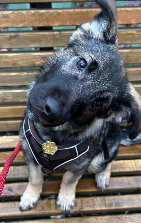 Собаки в Москве: Прекрасный щенок 3 месяца Мальчик, Бесплатно - фото 2