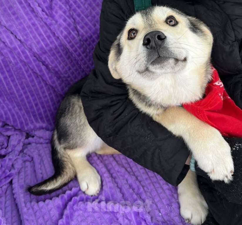 Собаки в Москве: Щенок метиса лайки некрупный ищет дом Девочка, Бесплатно - фото 4