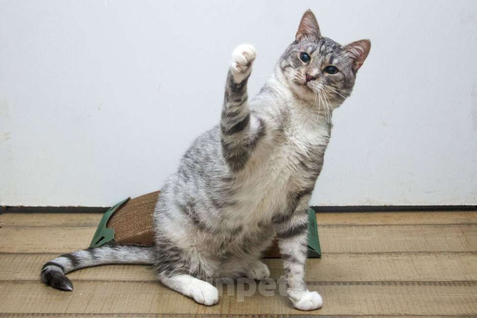 Кошки в Москве:  Ищет дом молодой котик цвета серебра, Сильвер нуждается в семье! Мальчик, Бесплатно - фото 6