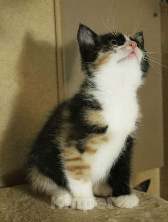 Кошки в Санкт-Петербурге: Симпатичные заводные котята Мальчик, Бесплатно - фото 8