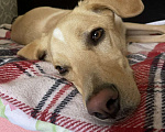 Собаки в Электростали: Помесь лабрадора и гончей  Мальчик, Бесплатно - фото 3